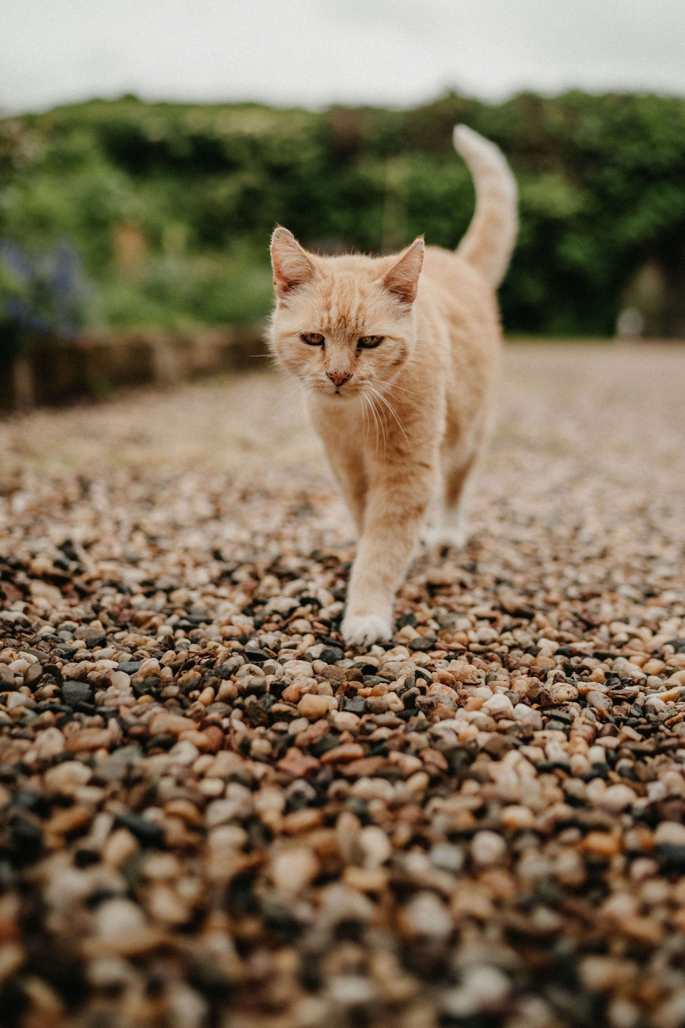 Fridolin, der Kater des Guts, auf dem Kiesweg